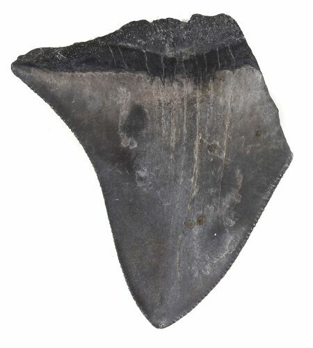Partial, Megalodon Tooth - Georgia #48895